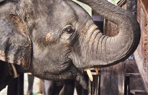 Imagine de stoc gratuită din a închide, animal, colți de elefant