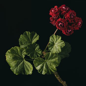 Detailed close-up of vibrant red geranium flowers with lush green leaves against a black background.