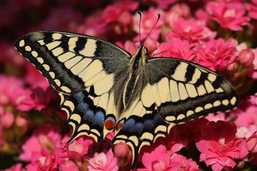 Free Close-Up Shot of a Yellow and Black Butterfly Perched on a Pink Flower Stock Photo