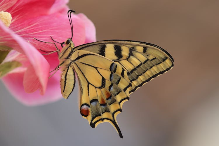 A Butterfly On A Flower