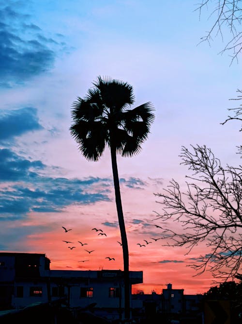 Silhouette of a Palm Tree during Sunset