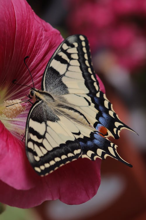 A Swallowtail Butterfly on the Flower