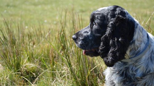 Free Adorable black and white spaniel in a sunny field, perfect for animal lovers. Stock Photo