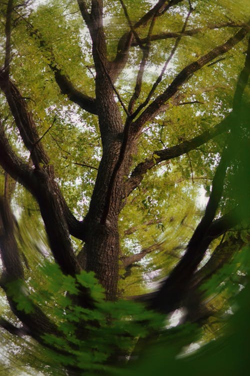Fotobanka s bezplatnými fotkami na tému rozostrené pozadie s kruhovým pohybom, vetvy, zelený strom