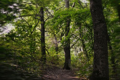 Free A serene pathway through a verdant forest, with sunlight filtering through the trees. Stock Photo