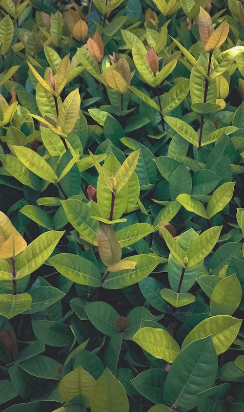 Free Green leaves of plants  Stock Photo