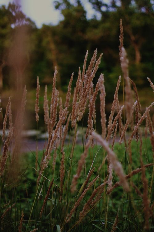 Free Close-up of tall grass in a peaceful meadow with a warm evening glow. Stock Photo