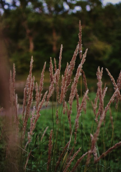 Ilmainen kuvapankkikuva tunnisteilla lähikuva, pystysuuntainen laukaus, ruskea ruoho Kuvapankkikuva