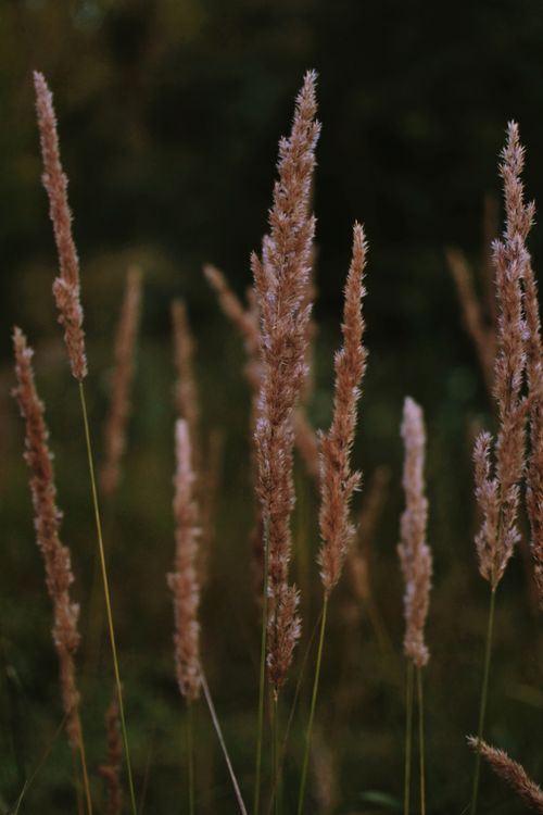 Free Close-up of wild grasses standing tall in a natural summer field. Stock Photo