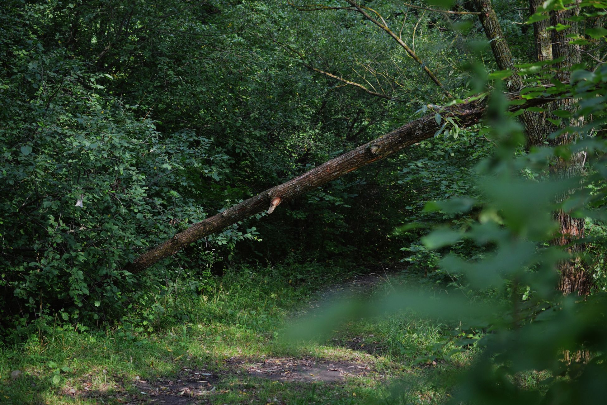 Boom valt op huis in Molenschot door onweer