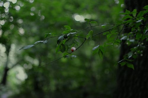 Free A tranquil green branch with lush foliage in a summer forest setting. Stock Photo