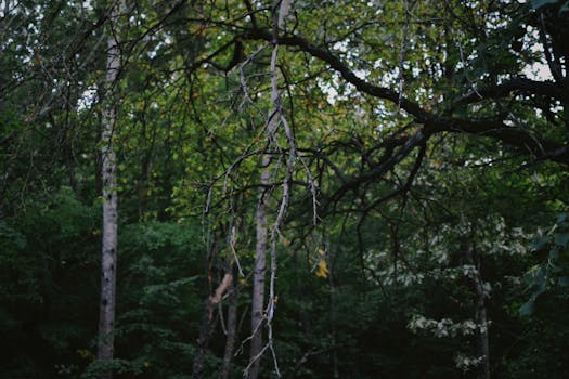Calm forest scene with branches and lush green leaves, suitable for nature and tranquility themes.