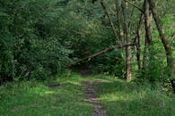 Green Trees in the Forest