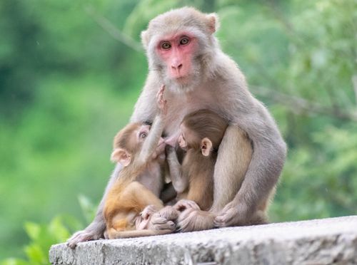 Free A mother monkey caring for her two babies in a lush outdoor setting, showcasing wildlife family bonds. Stock Photo