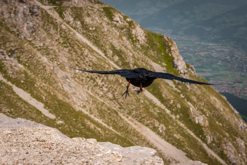 Black bird flying