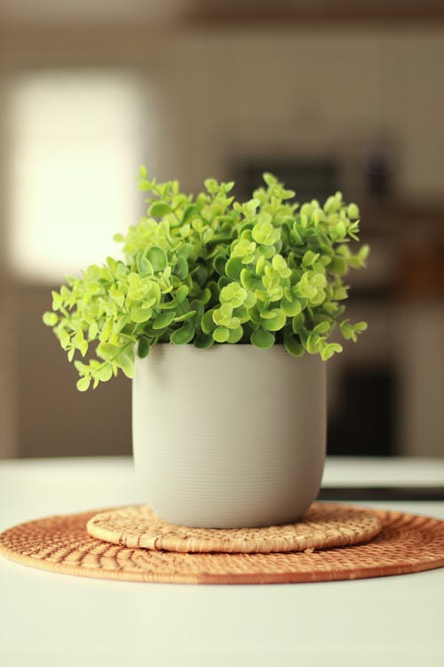 Close-Up Photograph of a Plant