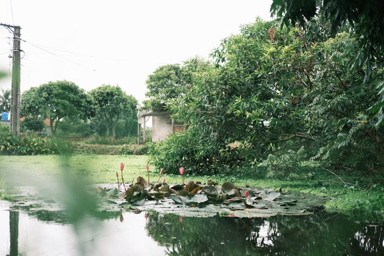 A Pond In A Yard