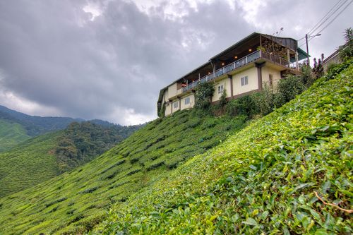 Free Scenic view of a lush hillside tea plantation with overcast sky and a cozy house. Stock Photo