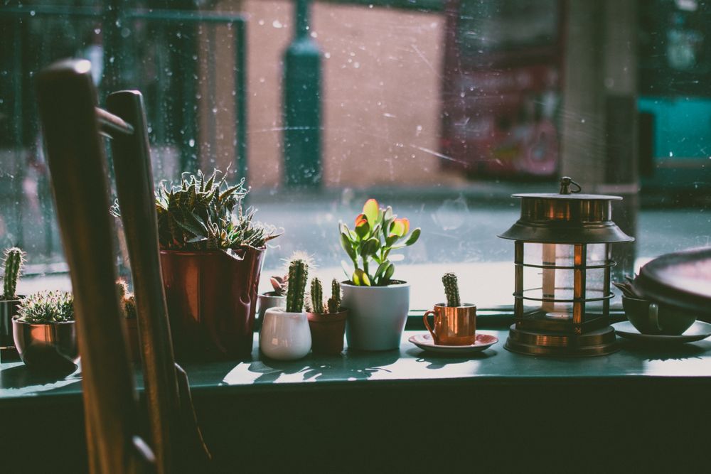 A window ledge with small plants and a view of a stone street