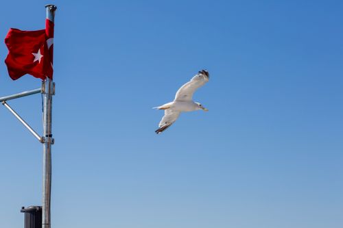 Free A seagull flies gracefully against a clear blue sky with the Turkish flag in view. Stock Photo