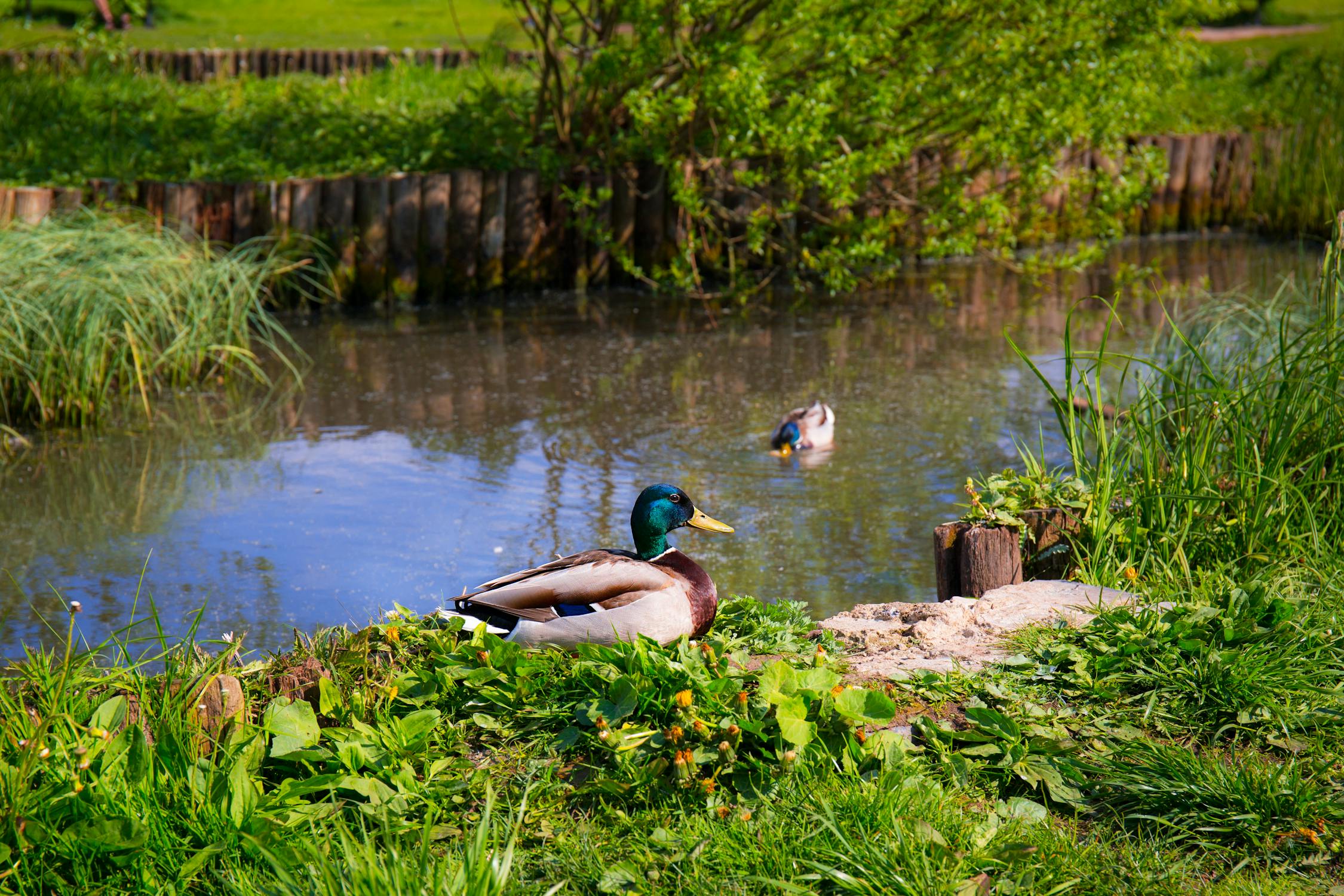 Mallard Duck Beside Lake Free Stock Photo mallard-duck-beside-lake-free-stock-photo