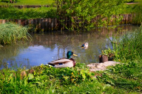 Free Two mallard ducks resting and swimming in a serene pond surrounded by lush greenery in spring. Stock Photo