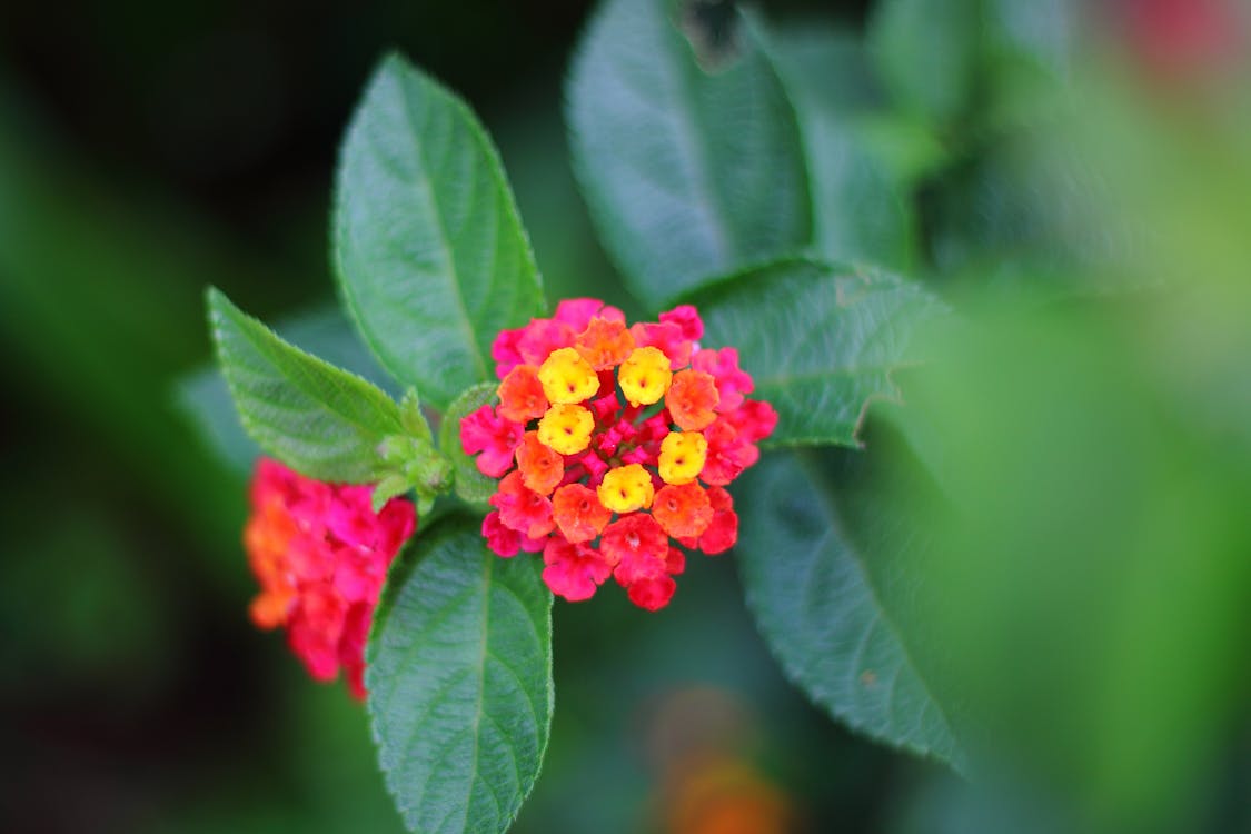 무료 빨간색과 노란색 Lantana 꽃의 선택적 초점 사진 스톡 사진