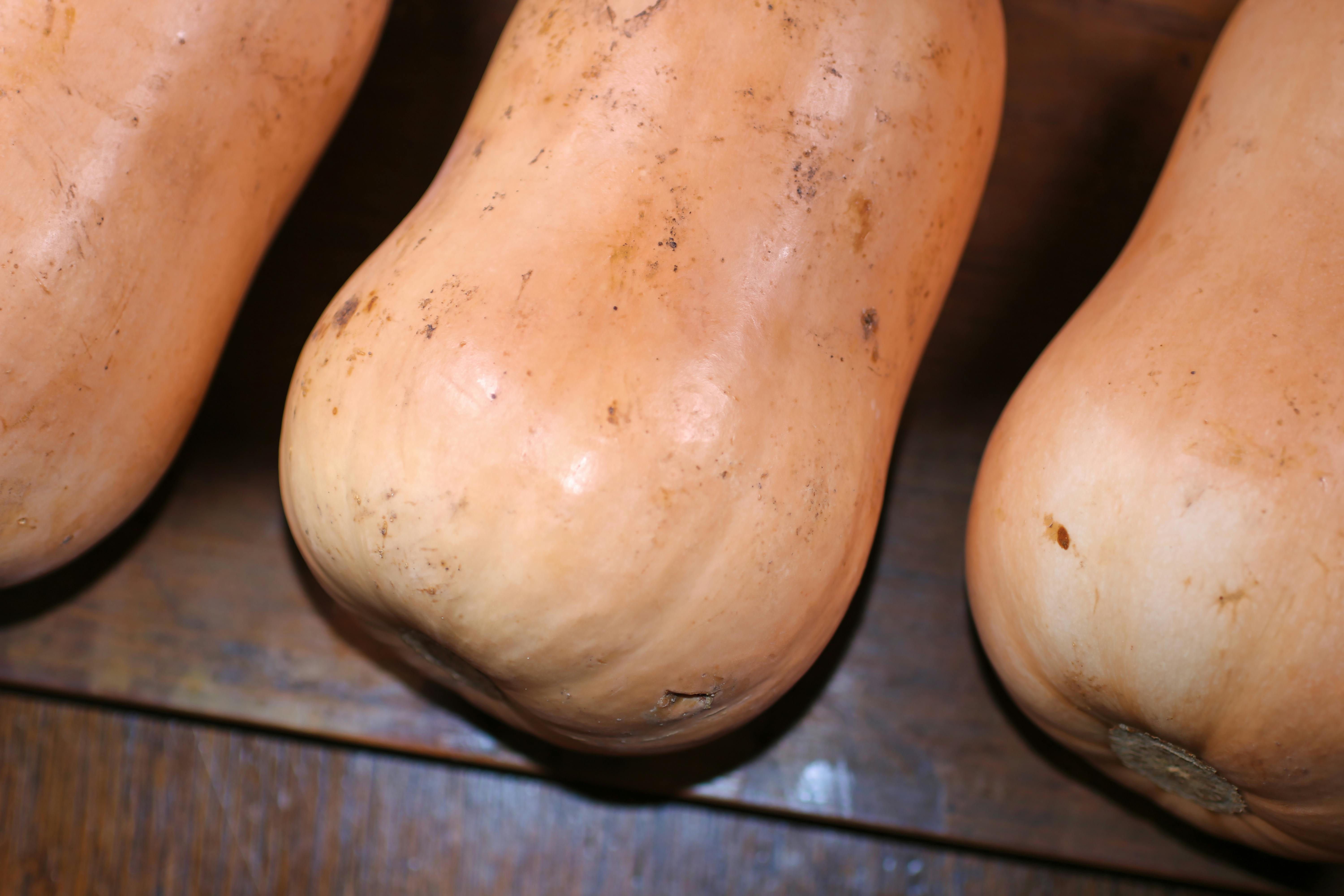 Free stock photo of brown, butternut, butternut squash