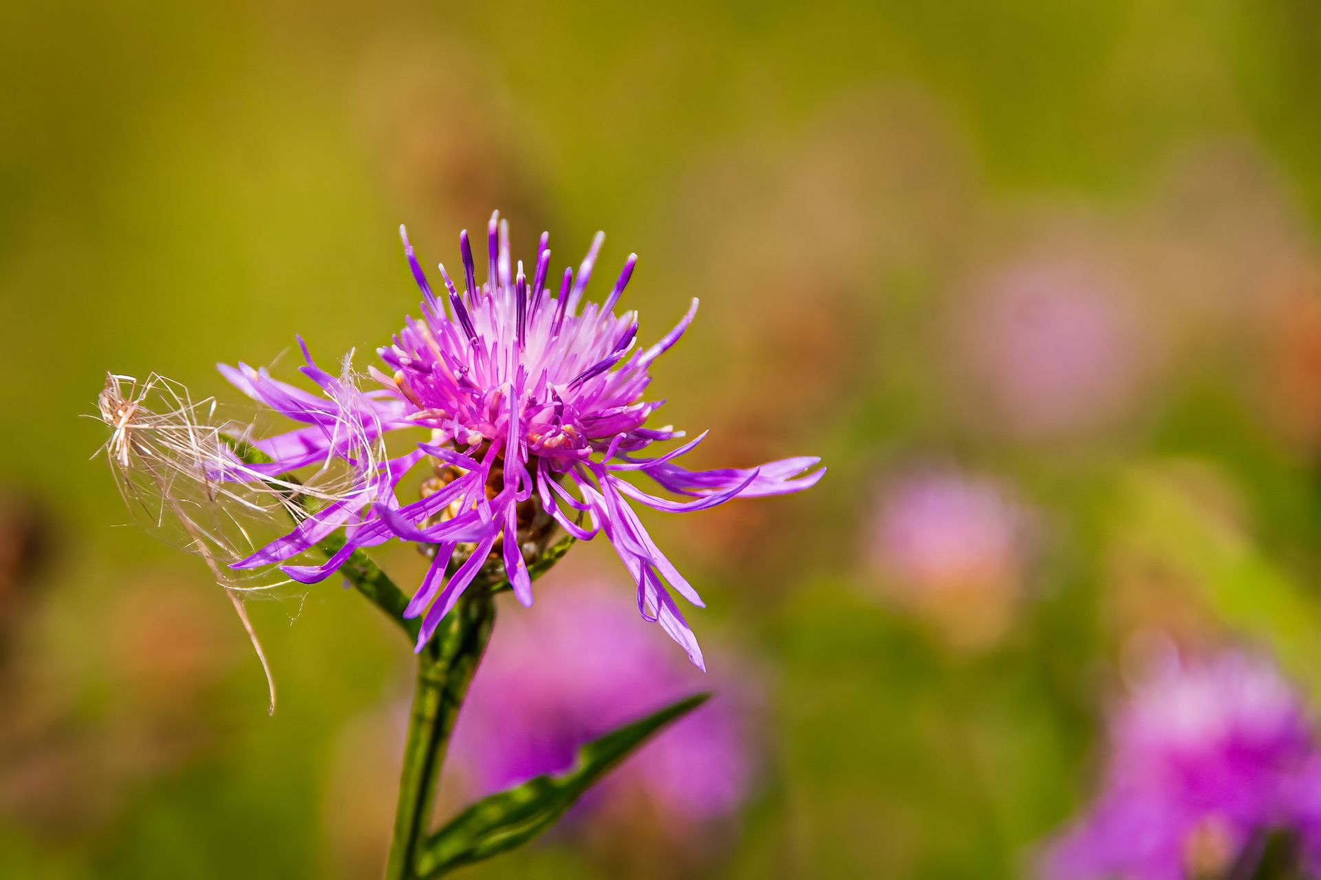 Captivating close-up of a purple brown knapweed flower showcasing delicate petals against a blurred background.
