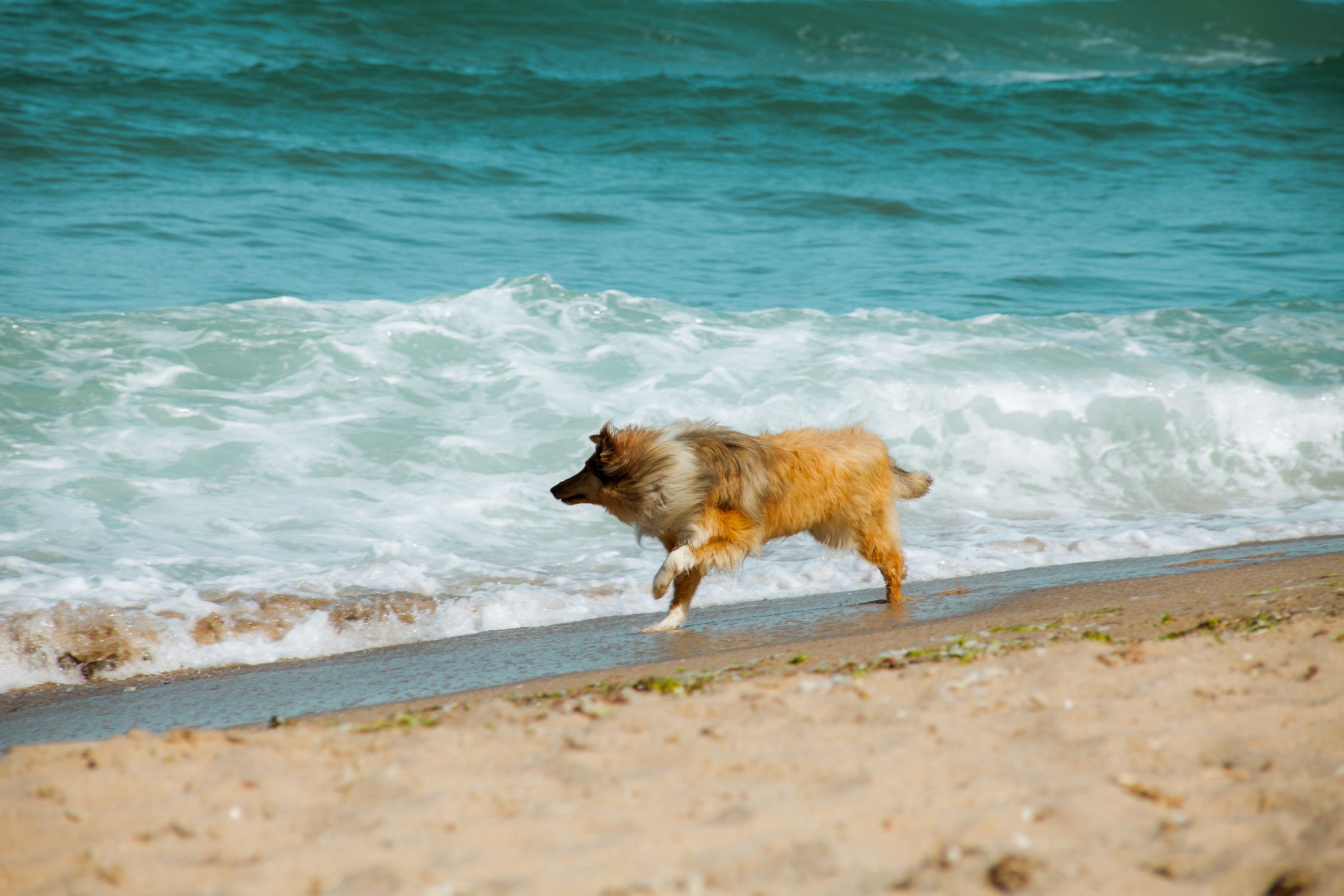 A playful Border Collie runs along the beach with waves crashing behind.