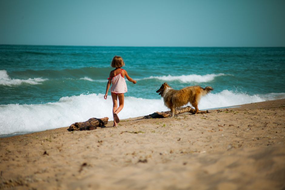Best Pets for Families: Which Animal Is Right for You? — illustration 2
