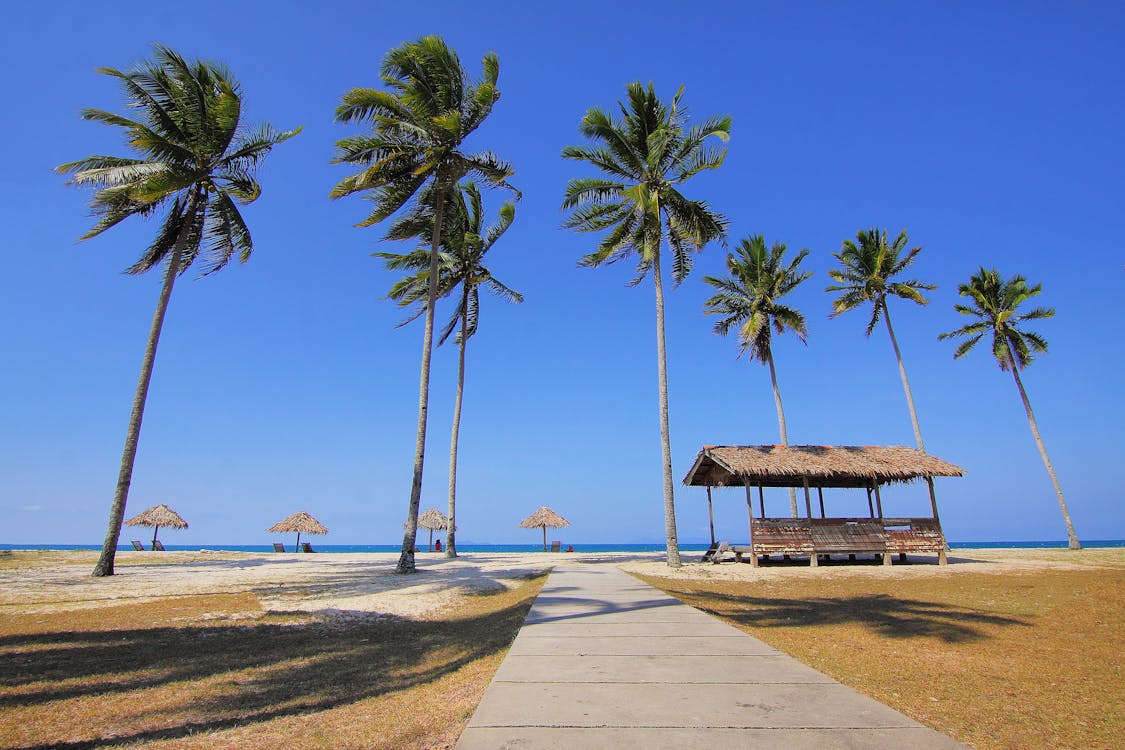 Coconut Trees Lined Near Sea at Daytime