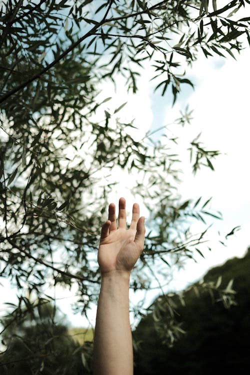 Free Olive Tree Branch and Hand Raised Stock Photo