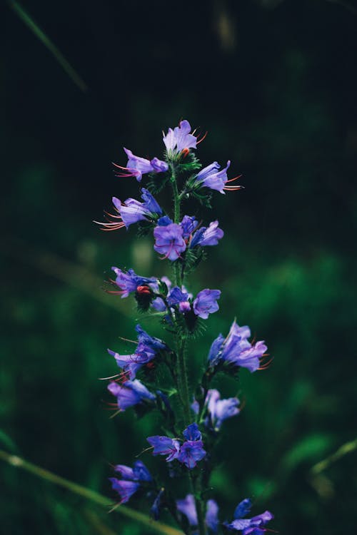 Close-Up Photograph of Viper's-Bugloss Flowers