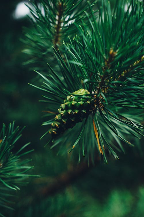 Green Pine Cone on a Pine Tree