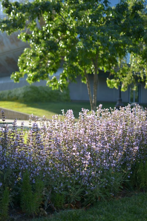 Gratis arkivbilde med blomster, flerårig, hage