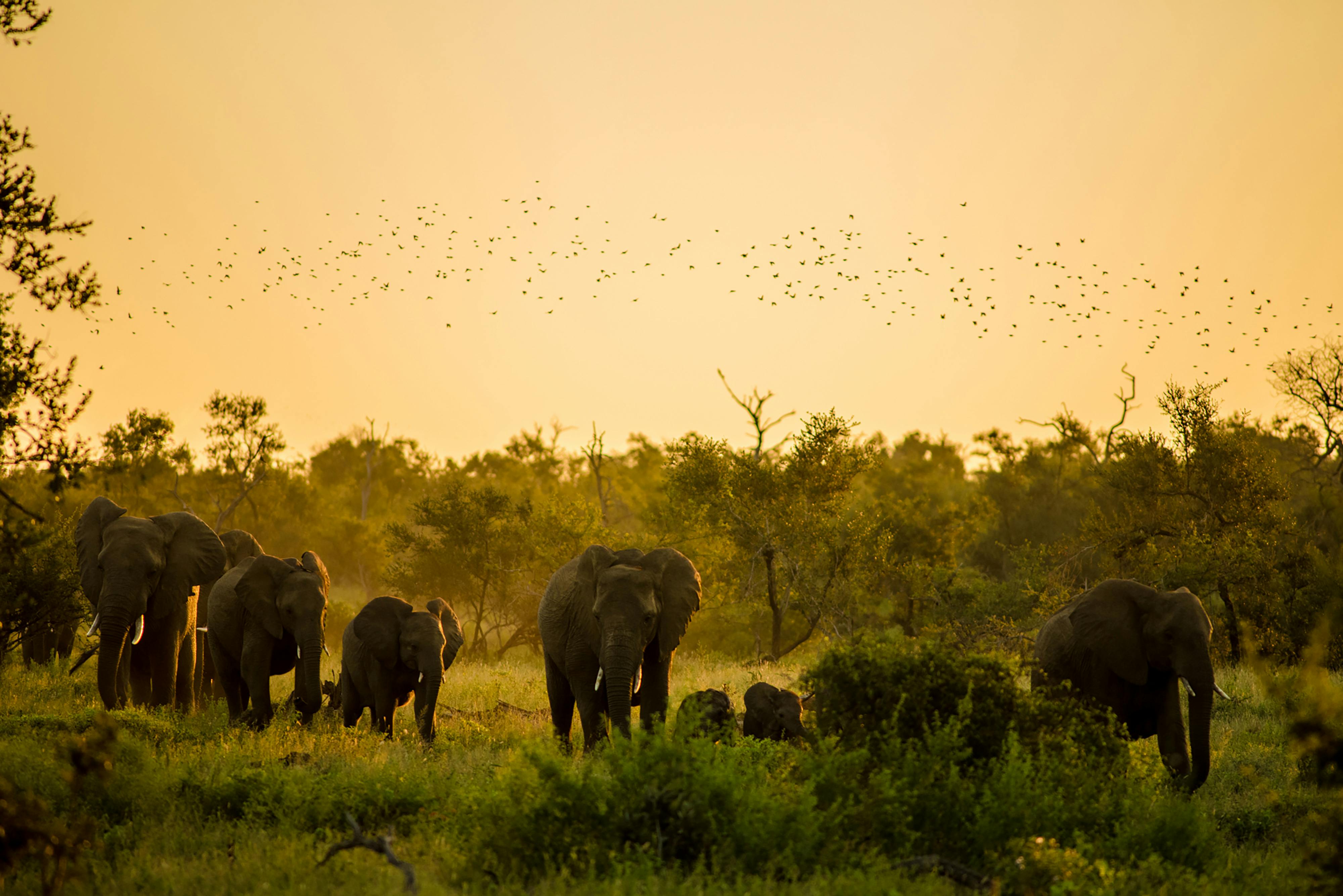 Elephants at sunset in kruger park · Free Stock Photo