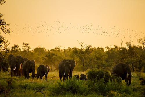 Free Elefantes al atardecer en el Kruger Stock Photo