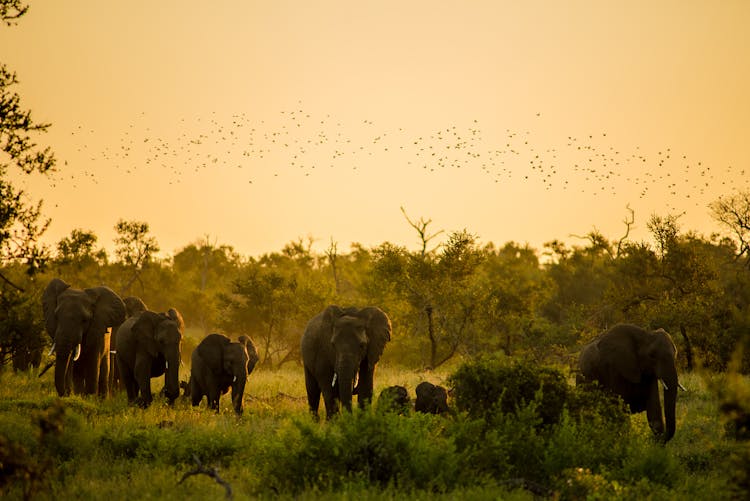 Elephants At Sunset In Kruger Park