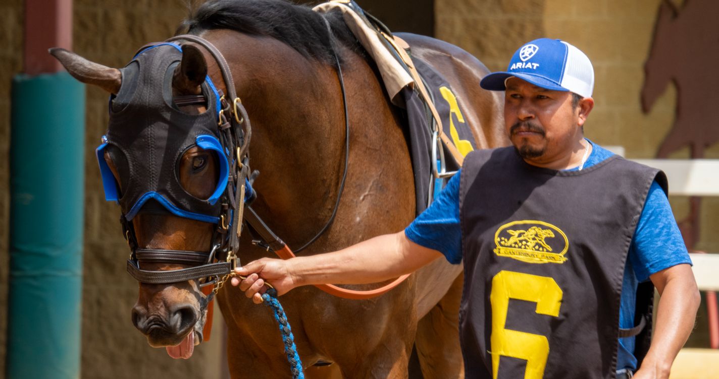 Cheval de course mené en main par un professionnel avant une épreuve sur un hippodrome