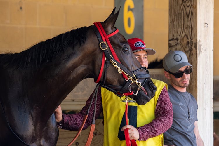 A Hostler Holding A Race Horse