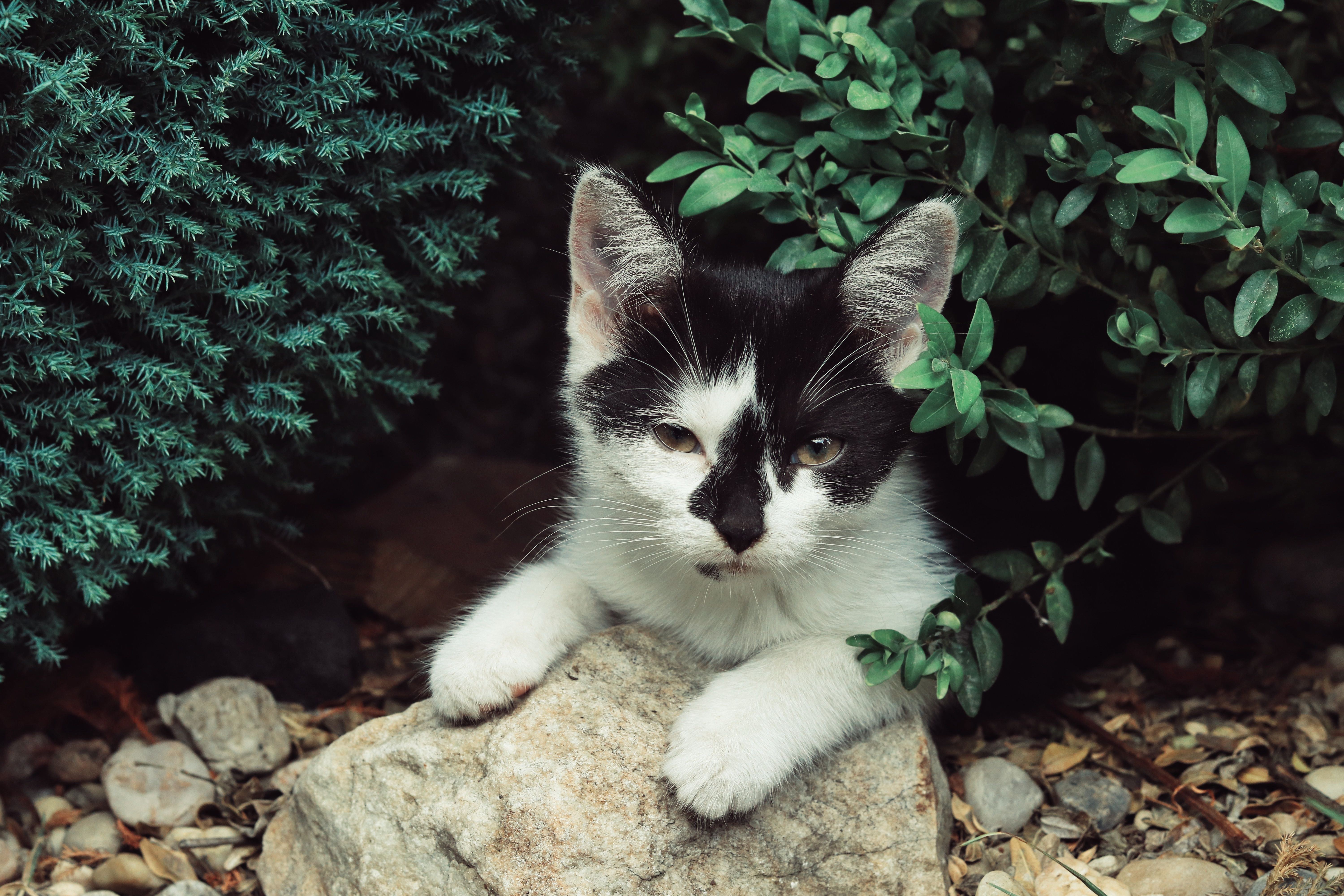 A black and White Cat Resting Under the Garden Plants · Free Stock Photo