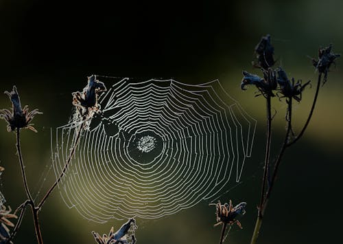 คลังภาพถ่ายฟรี ของ ทุ่งหญ้า, อรุณรุ่ง, ใยแมงมุม