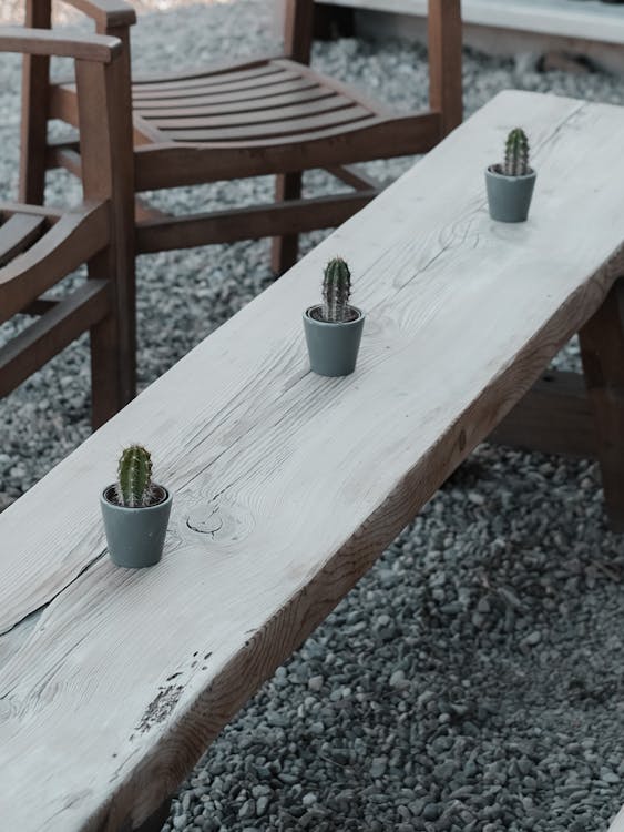 Potted Cactus Plants on Wooden Bench