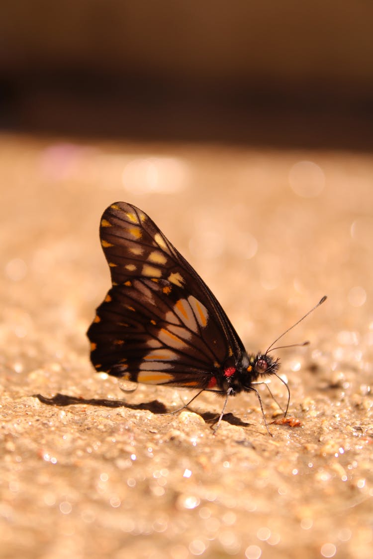 Close-up Photo Of Mariposa Dardo Blanco