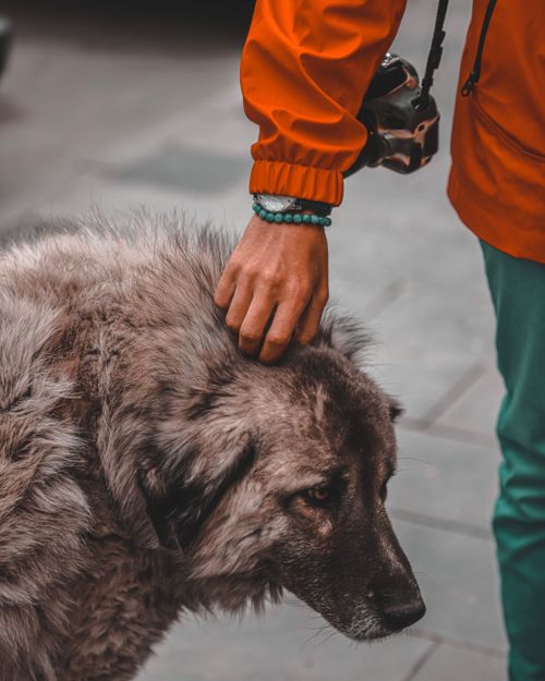 Free A person in a vibrant jacket gently petting a large fluffy dog outdoors, showcasing companionship. Stock Photo