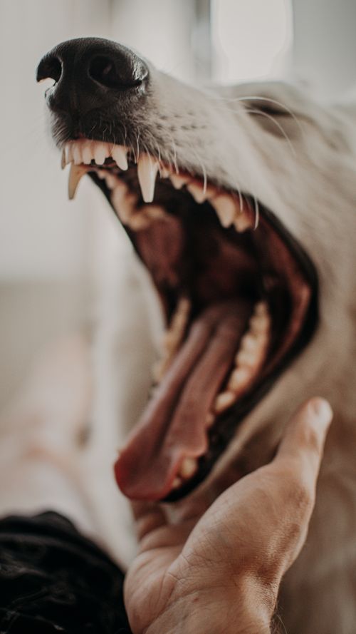 Free Close-up of a yawning dog with hand under chin, showcasing teeth and tongue. Stock Photo