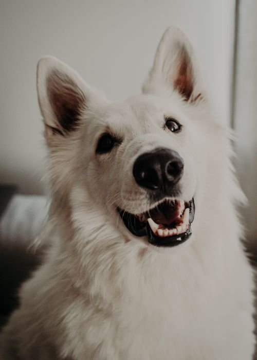 Free Charming portrait of a White Swiss Shepherd Dog with a playful expression and tongue out. Ideal for pet lovers. Stock Photo