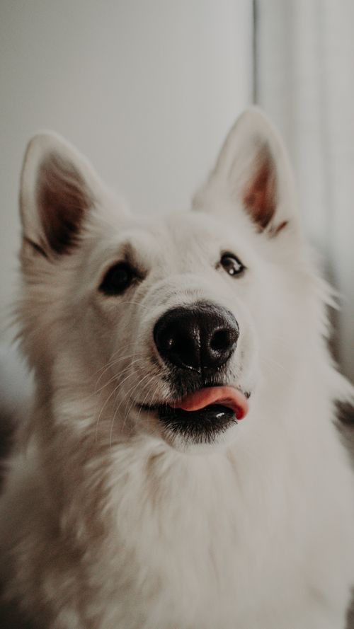 Free Charming close-up of a white dog with its tongue out, captured indoors in soft lighting. Stock Photo