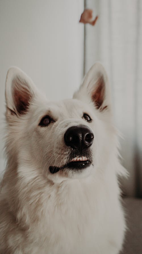 Kostenloses Stock Foto zu haustier, hund, hündisch